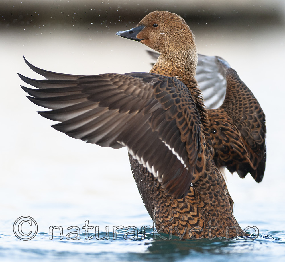 BB 12 0501 / Somateria spectabilis / Praktærfugl