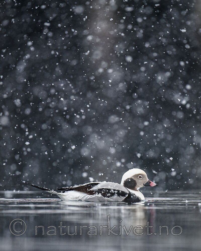 BB 12 0502 / Clangula hyemalis / Havelle