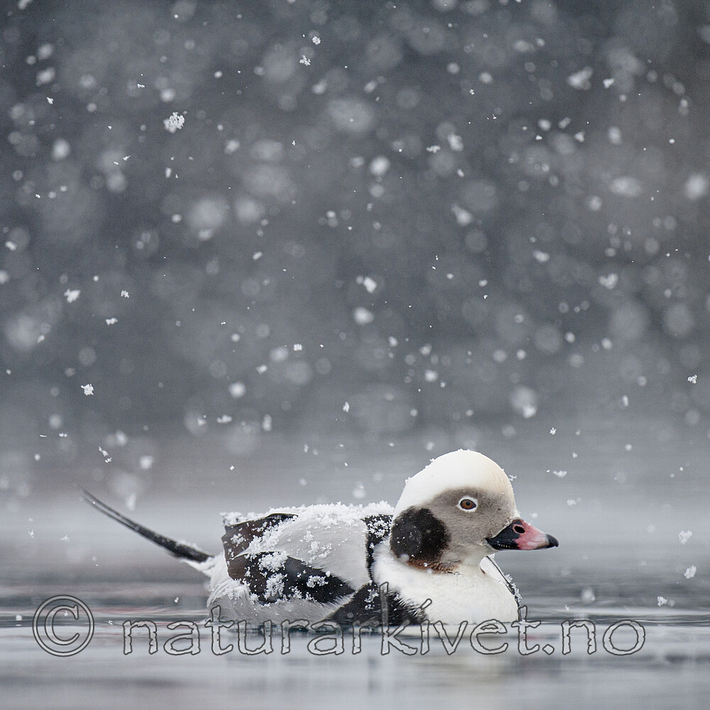 BB 12 0503 / Clangula hyemalis / Havelle