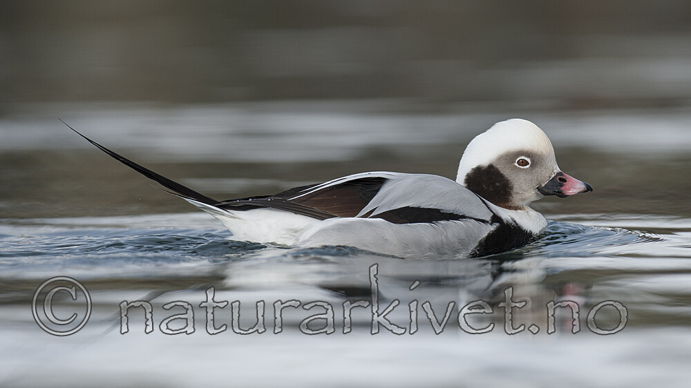 BB 12 0508 / Clangula hyemalis / Havelle