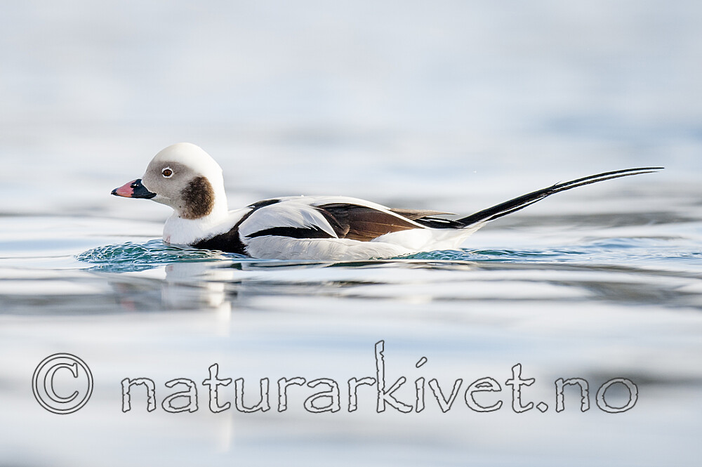 BB 12 0509 / Clangula hyemalis / Havelle
