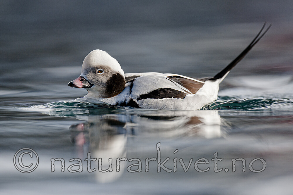 BB 12 0510 / Clangula hyemalis / Havelle