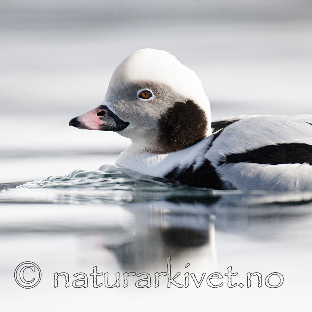 BB 12 0511 / Clangula hyemalis / Havelle