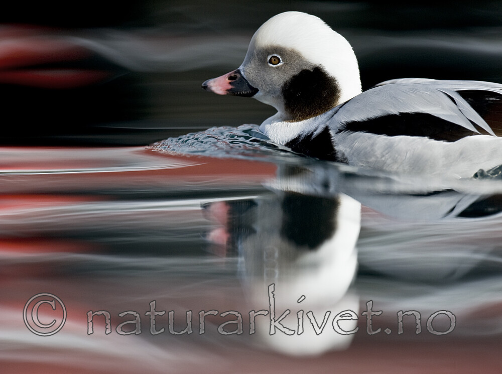 BB 12 0512 / Clangula hyemalis / Havelle