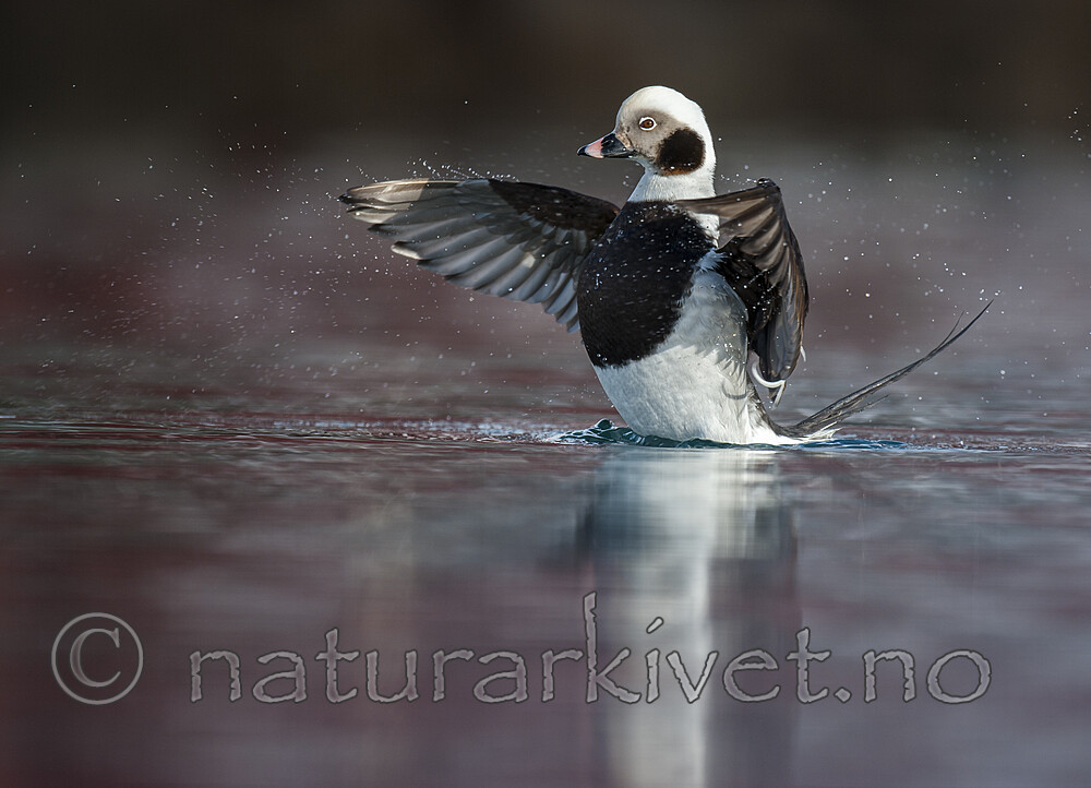 BB 12 0514 / Clangula hyemalis / Havelle
