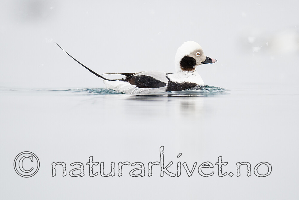 BB 12 0518 / Clangula hyemalis / Havelle