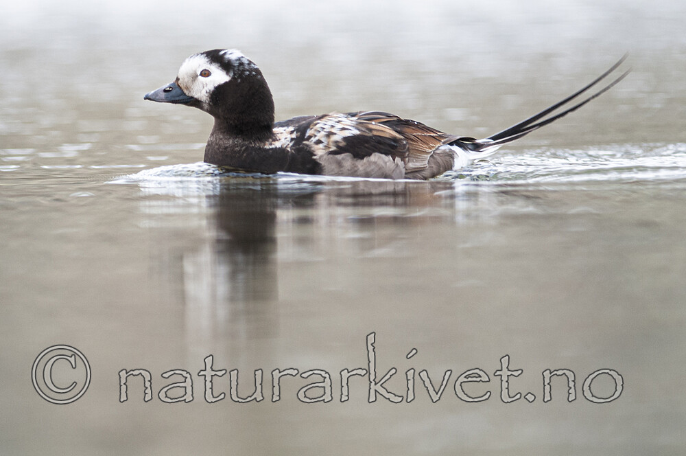 BB 12 0527 / Clangula hyemalis / Havelle