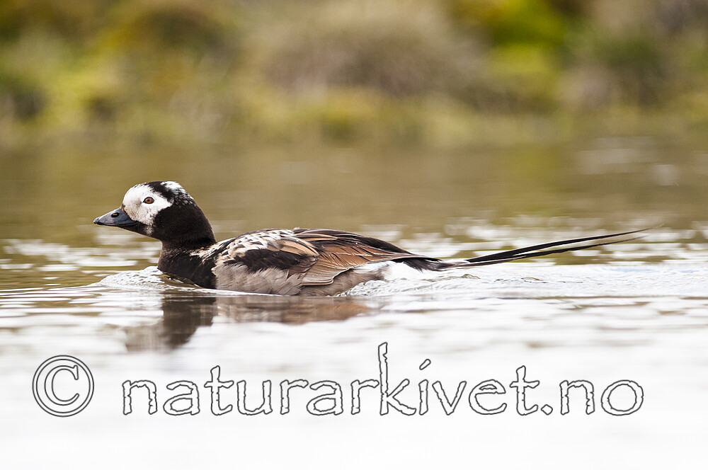 BB 12 0528 / Clangula hyemalis / Havelle