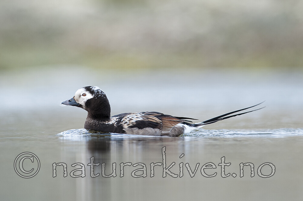 BB 12 0530 / Clangula hyemalis / Havelle