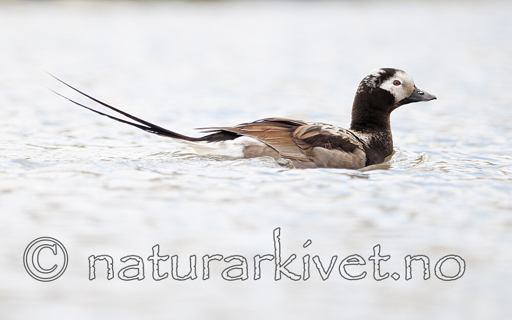 BB 12 0532 / Clangula hyemalis / Havelle