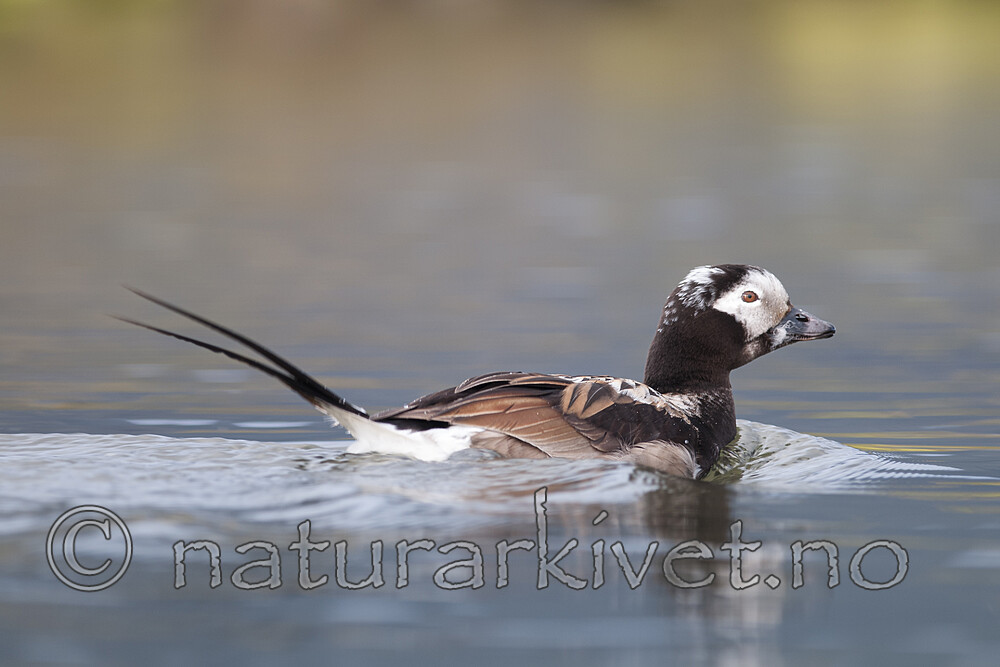 BB 12 0536 / Clangula hyemalis / Havelle