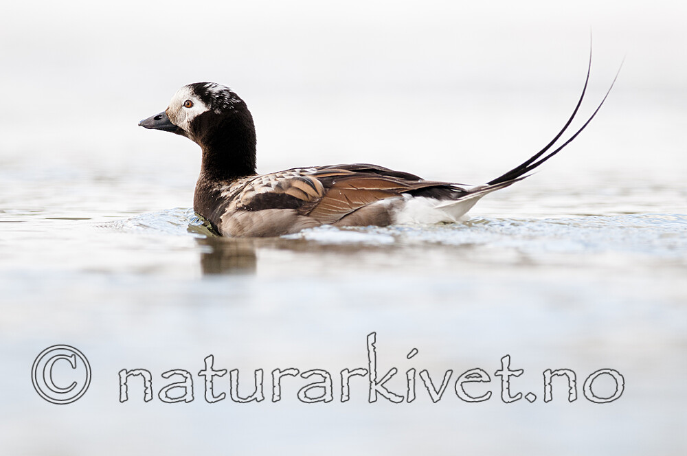 BB 12 0537 / Clangula hyemalis / Havelle