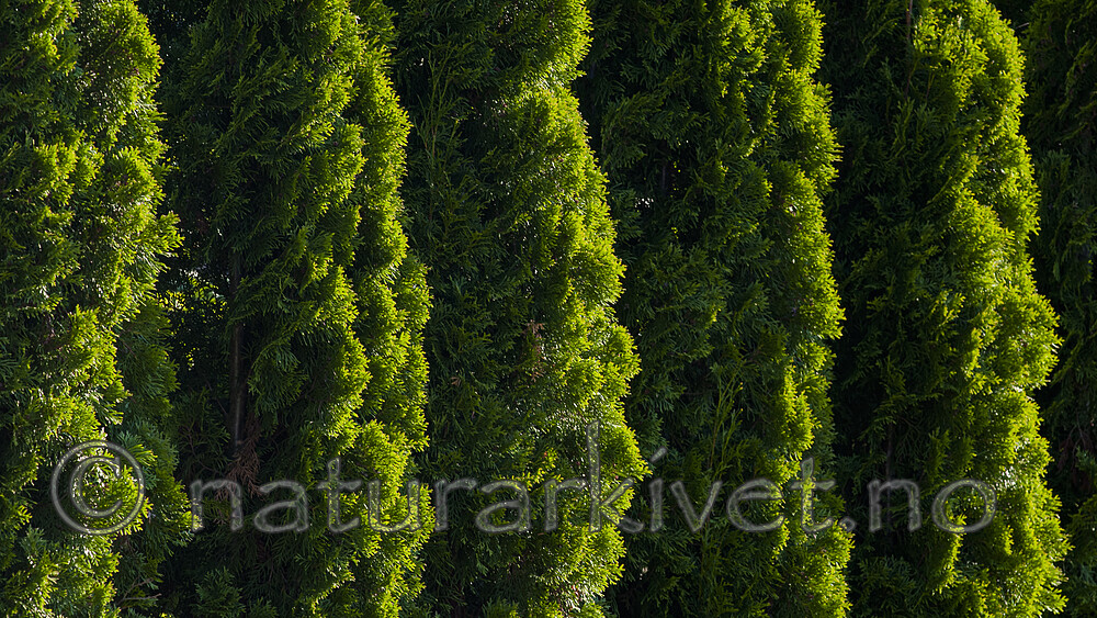BB 12 0544 / Thuja occidentalis / Tuja