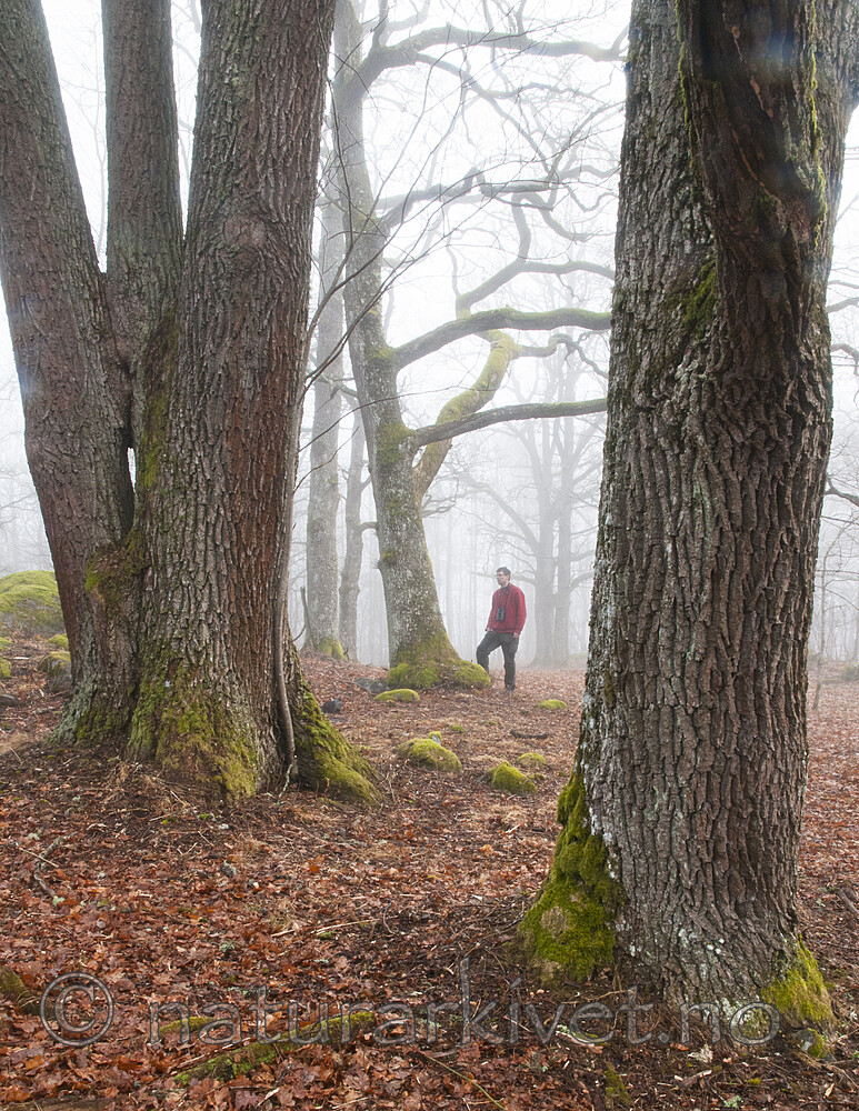 BB 12 0547 / Quercus robur / Sommereik