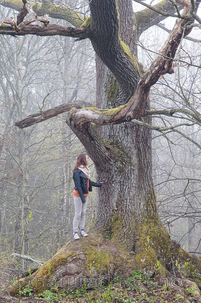 BB 12 0548 / Quercus robur / Sommereik