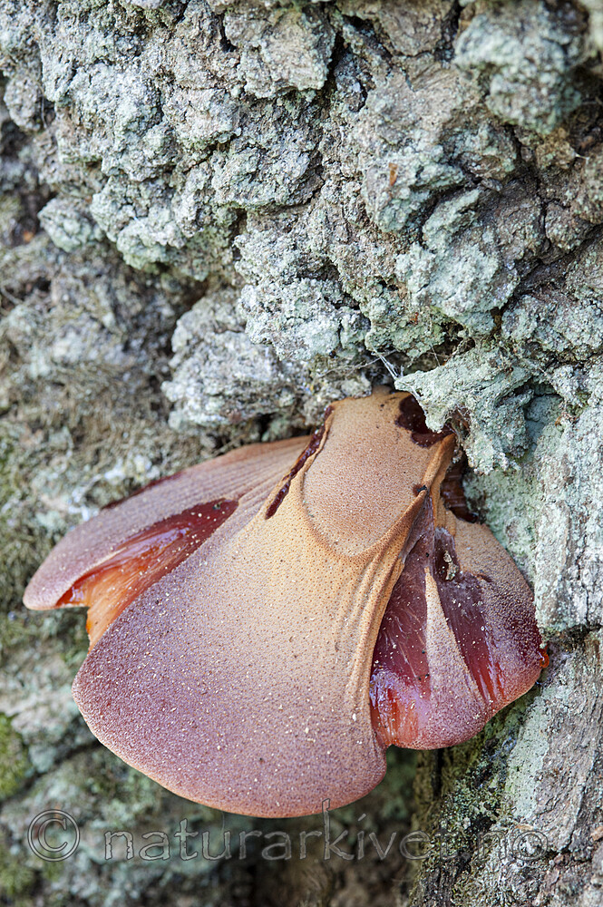 BB 12 0553 / Fistulina hepatica / Oksetungesopp