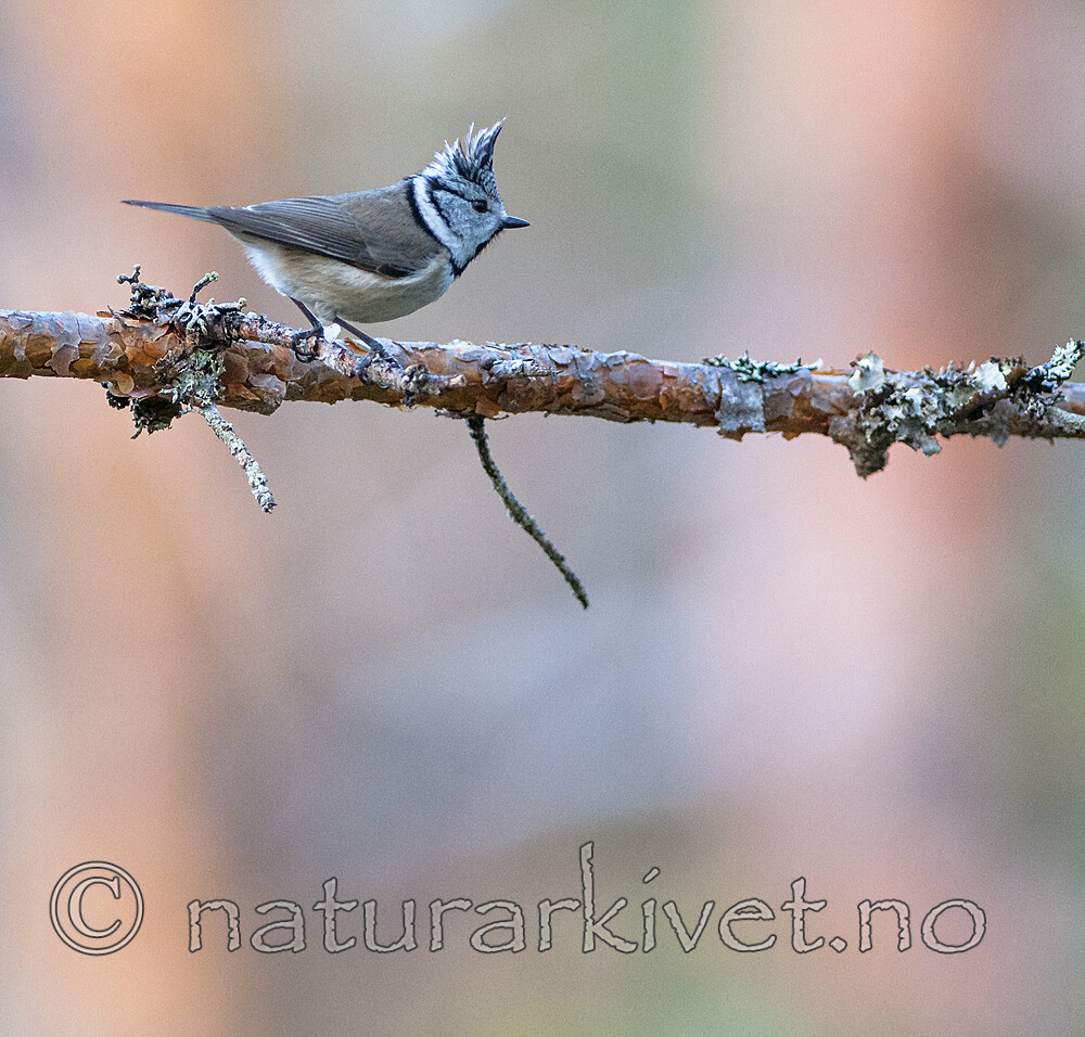 BB 12 0556 / Lophophanes cristatus / Toppmeis