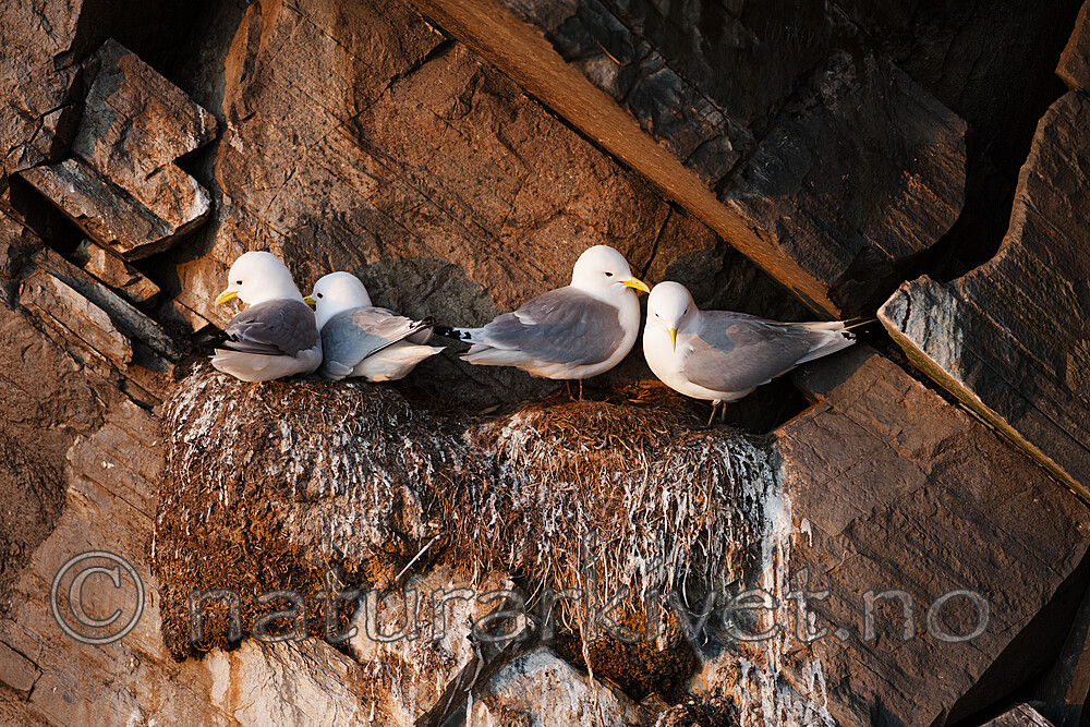 BB 12 0558 / Rissa tridactyla / Krykkje