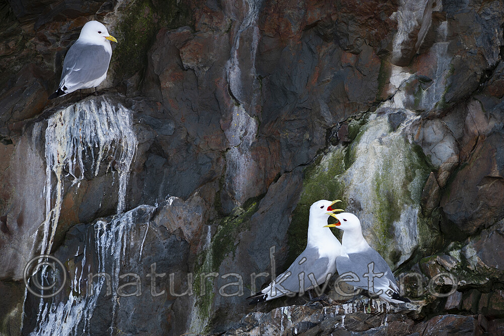 BB 12 0563 / Rissa tridactyla / Krykkje