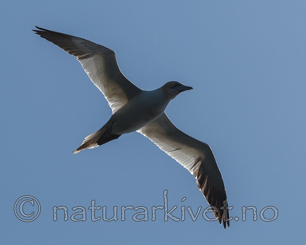 BB 12 0566 / Morus bassanus / Havsule