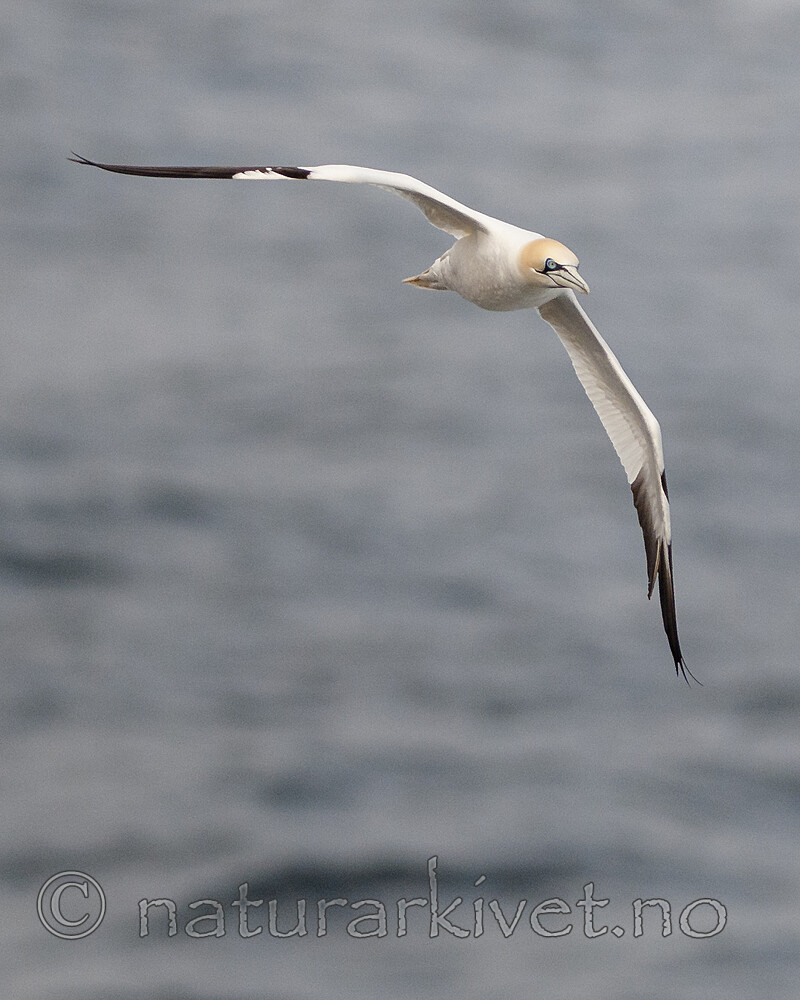 BB 12 0570 / Morus bassanus / Havsule