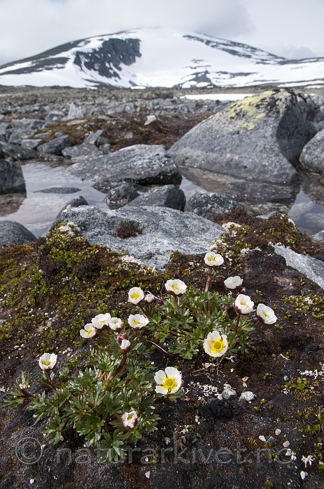 BB 12 0579 / Ranunculus glacialis / Issoleie