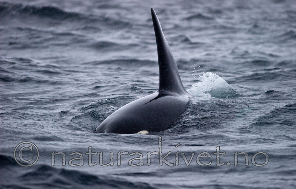 BB 13 0002 / Orcinus orca / Spekkhogger