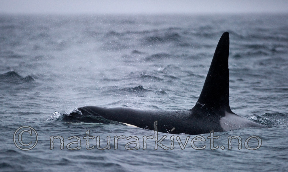 BB 13 0003 / Orcinus orca / Spekkhogger