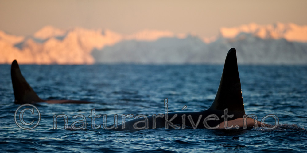 BB 13 0006 / Orcinus orca / Spekkhogger