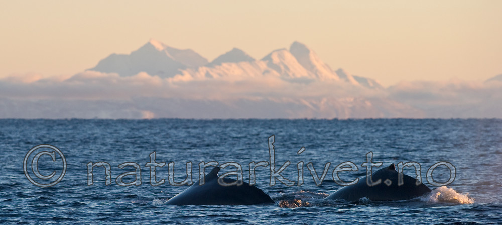 BB 13 0013 / Megaptera novaeangliae / Knølhval