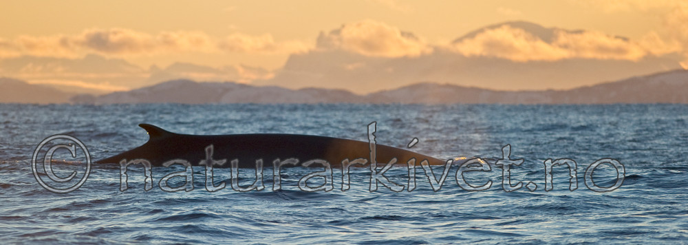 BB 13 0015 / Balaenoptera physalus / Finnhval