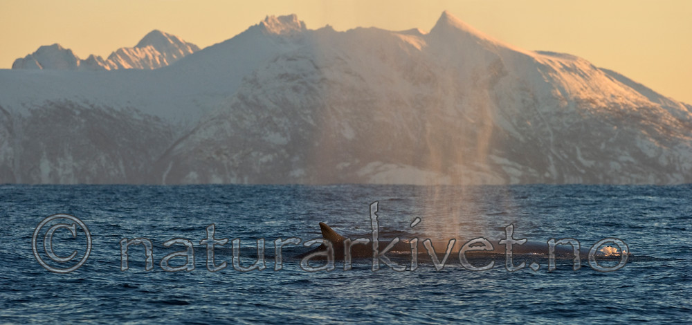 BB 13 0016 / Balaenoptera physalus / Finnhval