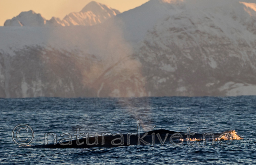 BB 13 0017 / Balaenoptera physalus / Finnhval