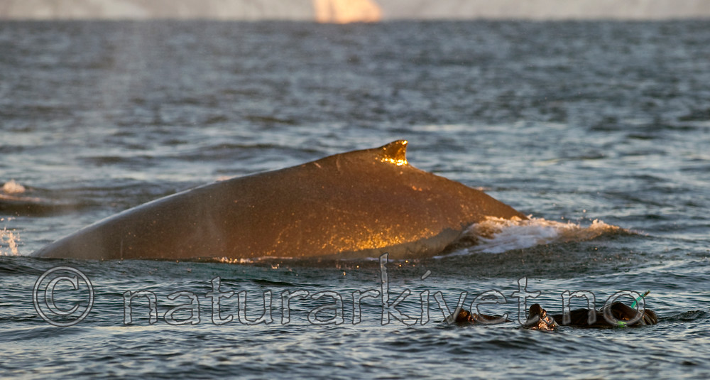 BB 13 0019 / Megaptera novaeangliae / Knølhval