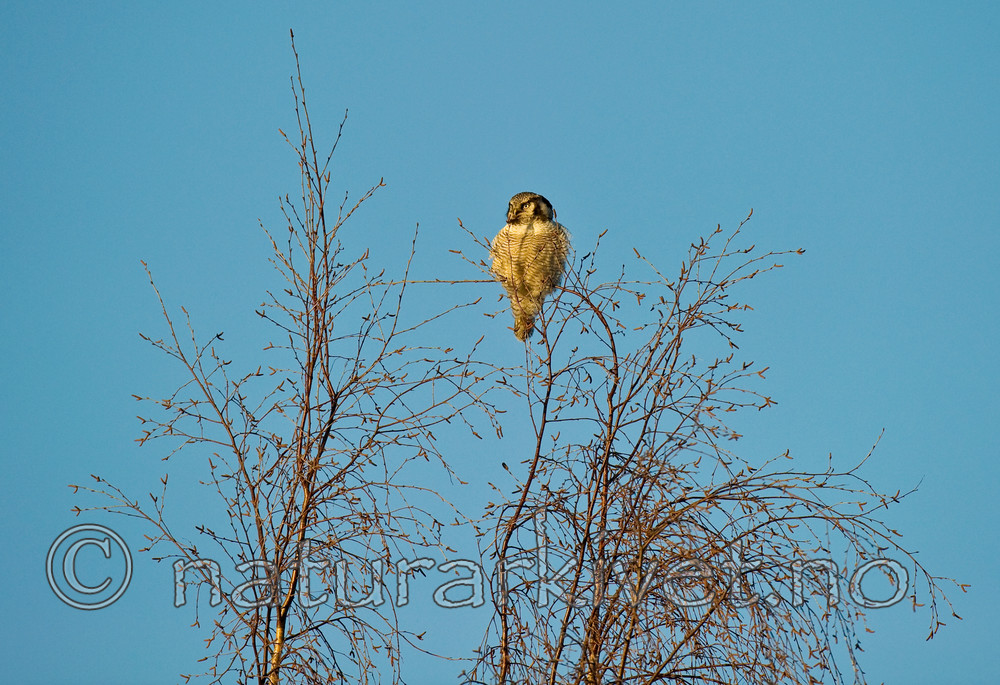 BB 13 0021 / Surnia ulula / Haukugle