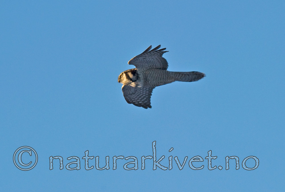 BB 13 0022 / Surnia ulula / Haukugle