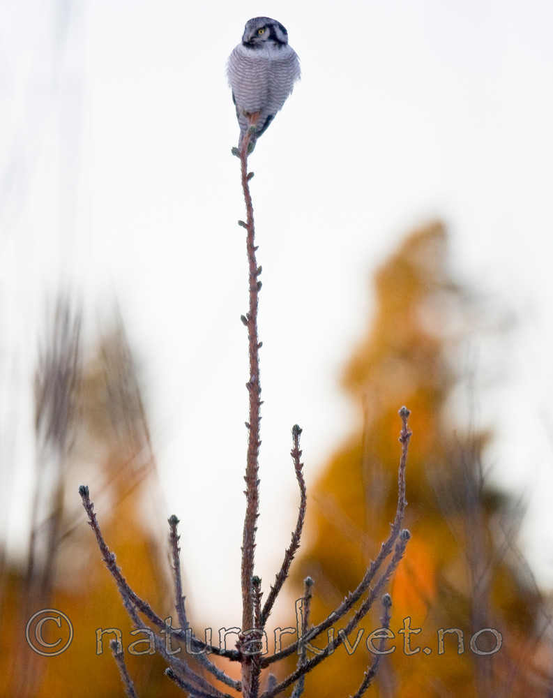 BB 13 0023 / Surnia ulula / Haukugle