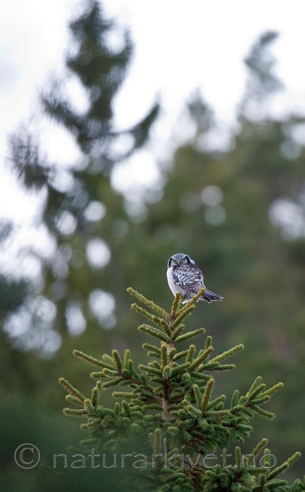 BB 13 0026 / Surnia ulula / Haukugle