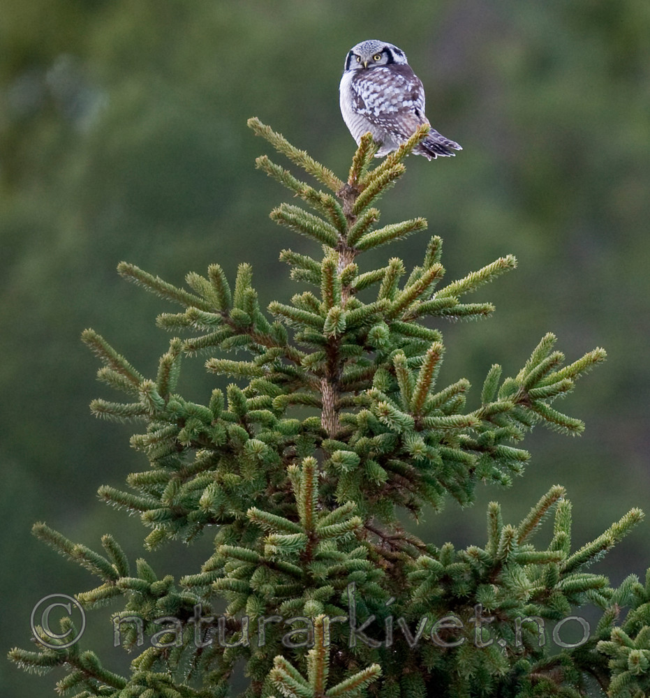 BB 13 0028 / Surnia ulula / Haukugle