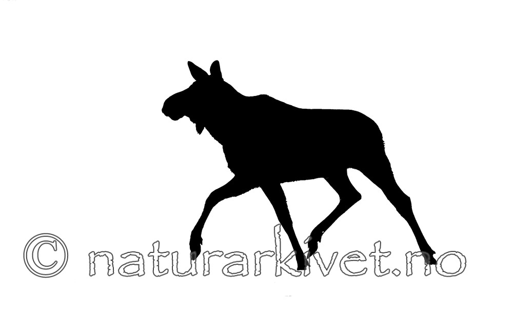 BB 13 0029 / Alces alces / Elg