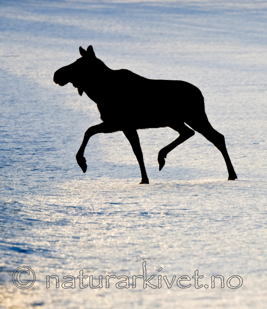 BB 13 0030 / Alces alces / Elg