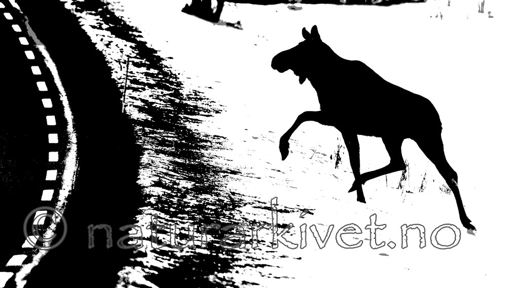 BB 13 0036 / Alces alces / Elg