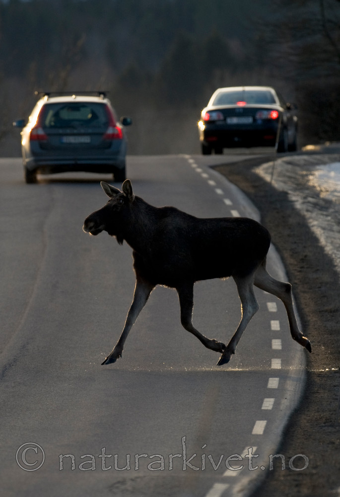 BB 13 0037 / Alces alces / Elg