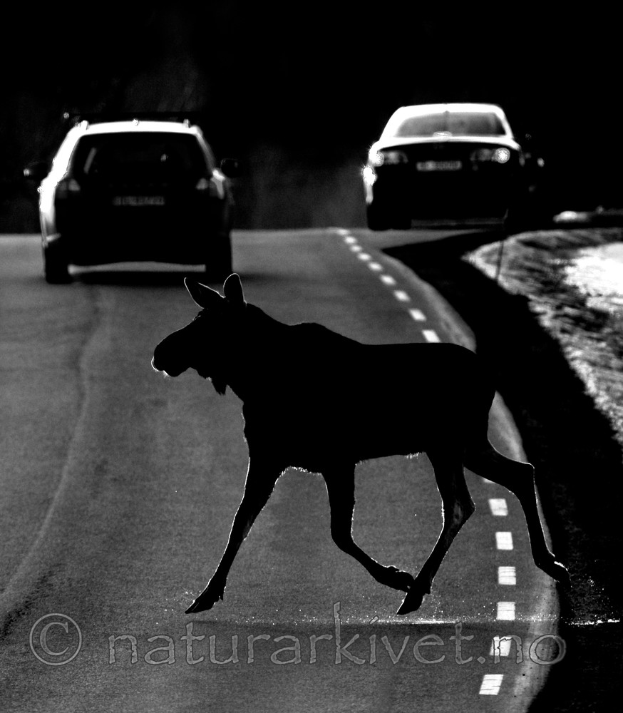 BB 13 0038 / Alces alces / Elg