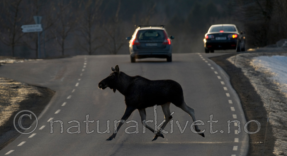 BB 13 0039 / Alces alces / Elg