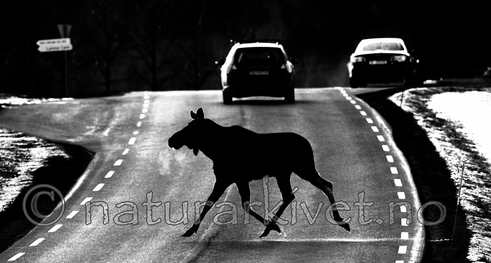 BB 13 0040 / Alces alces / Elg