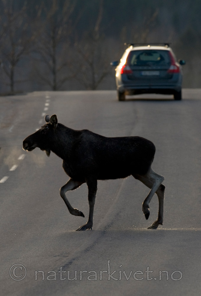 BB 13 0042 / Alces alces / Elg