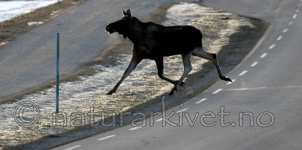 BB 13 0043 / Alces alces / Elg