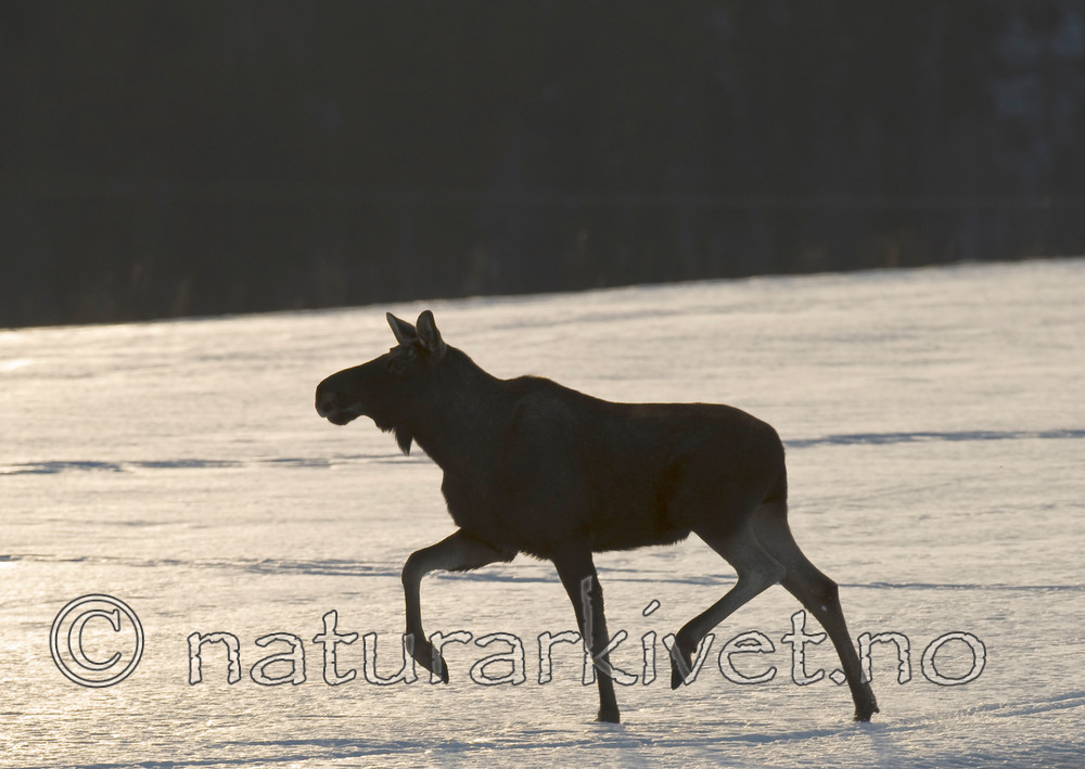 BB 13 0045 / Alces alces / Elg