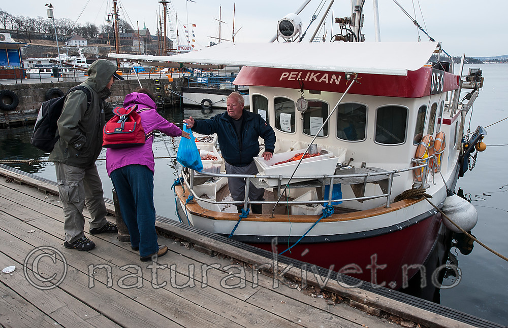 BB 13 0050 / Pandalus borealis / Dypvannsreke